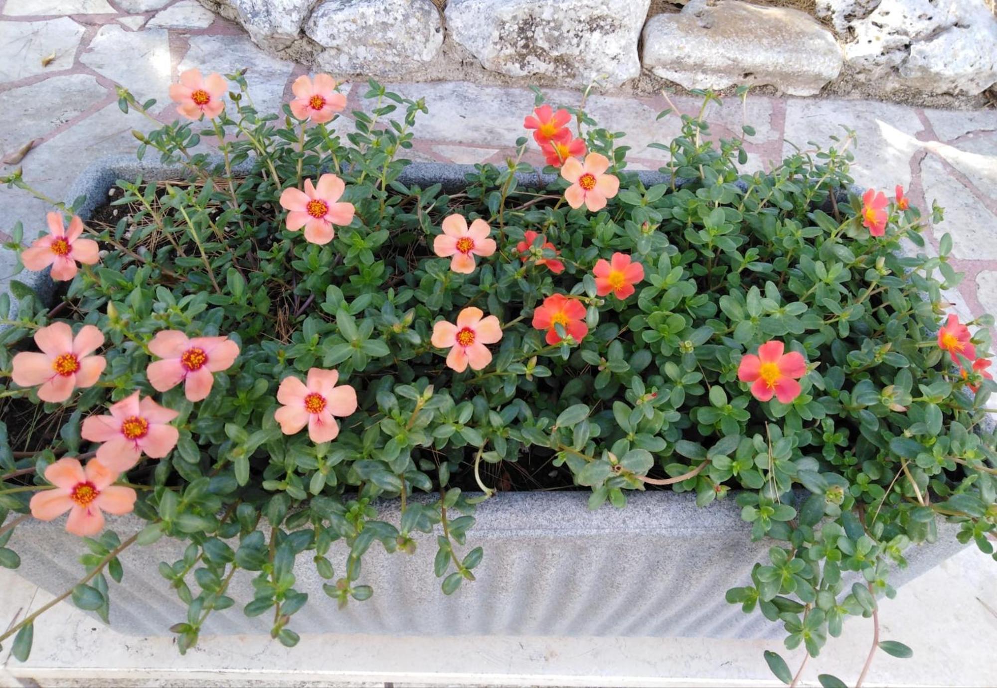 Raggio Di Sole